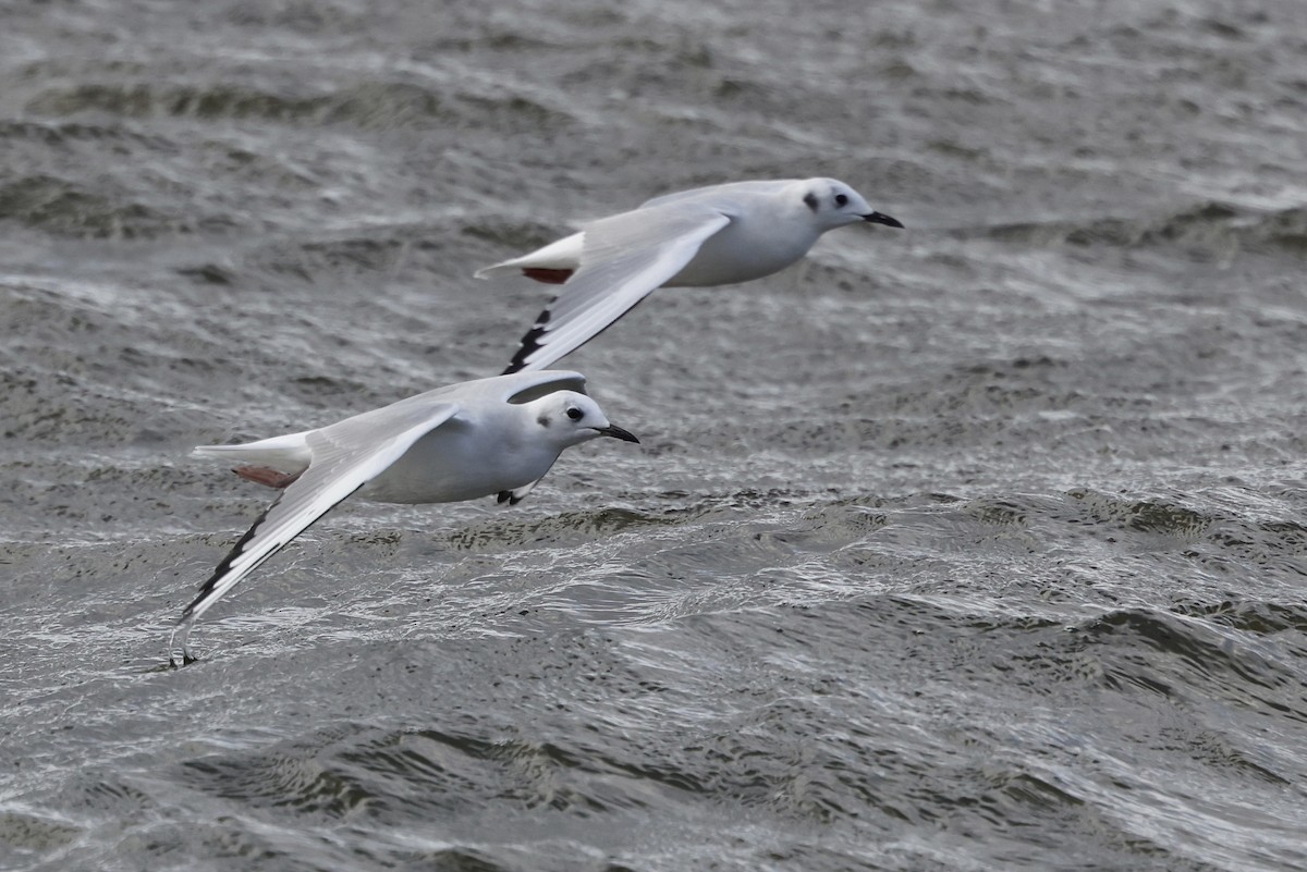 Bonaparte's Gull - ML643185071