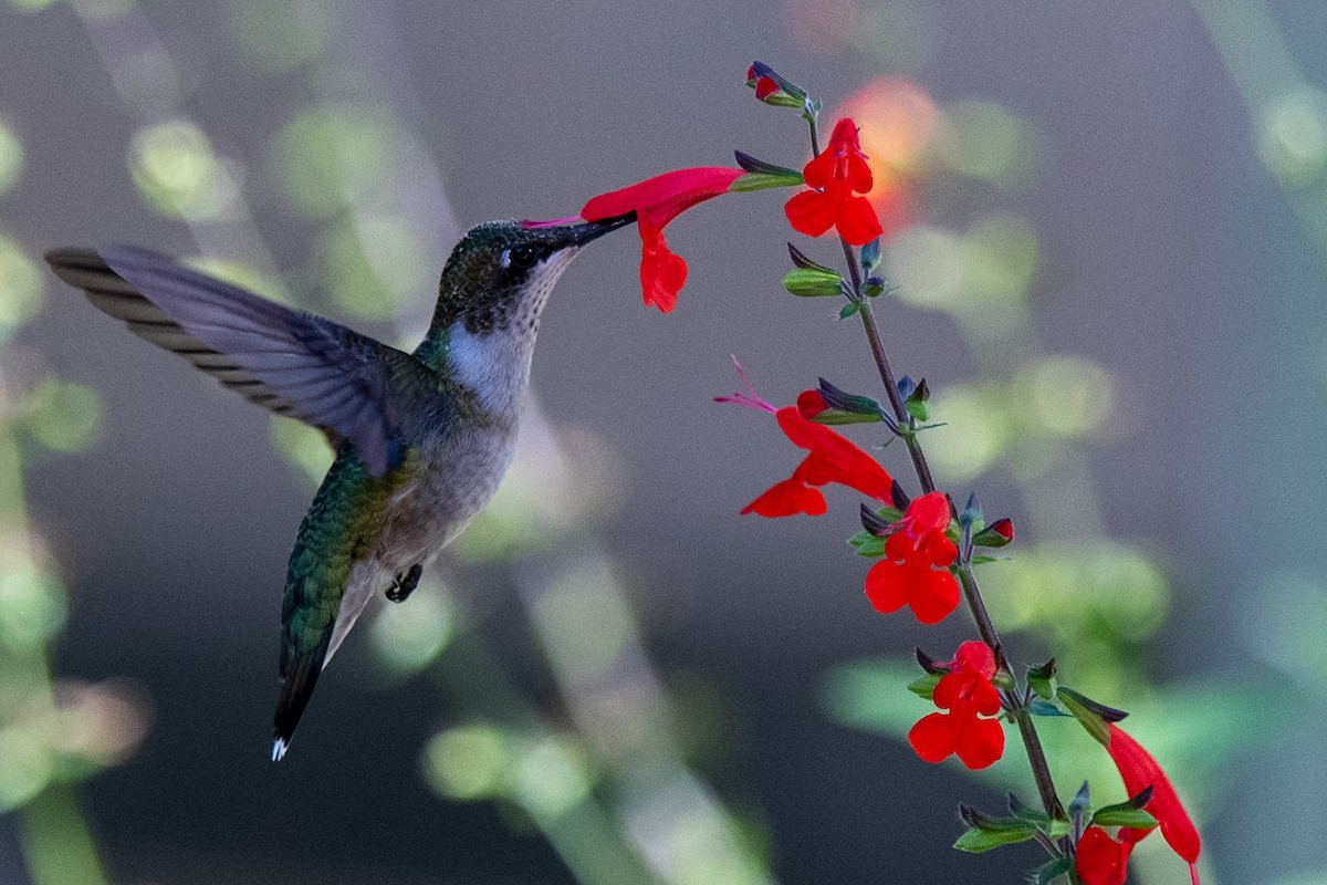Colibri à gorge rubis - ML643185073