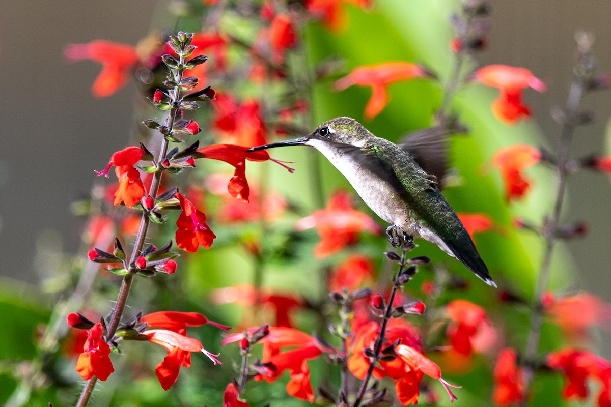 Colibri à gorge rubis - ML643185074
