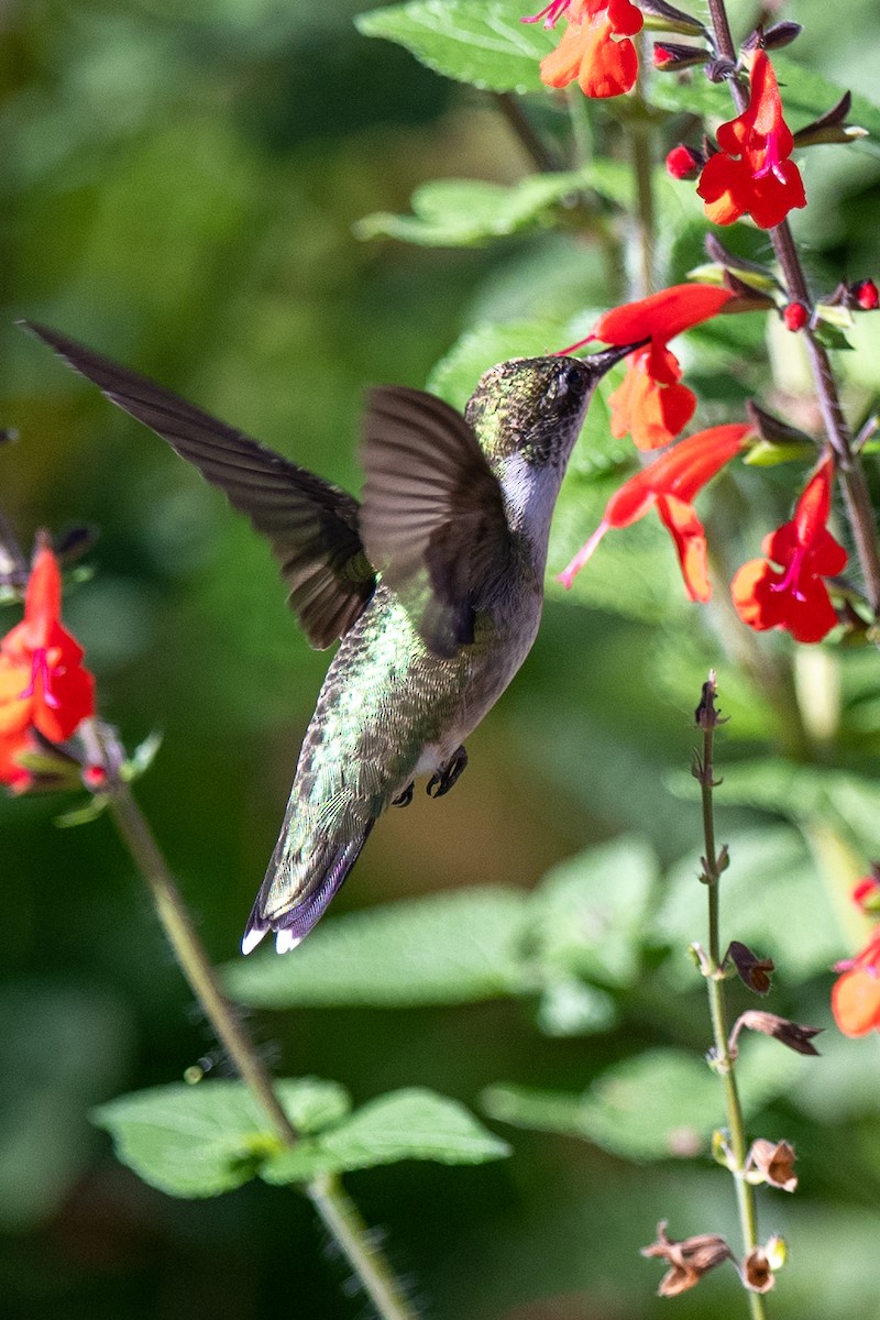 Colibri à gorge rubis - ML643185075