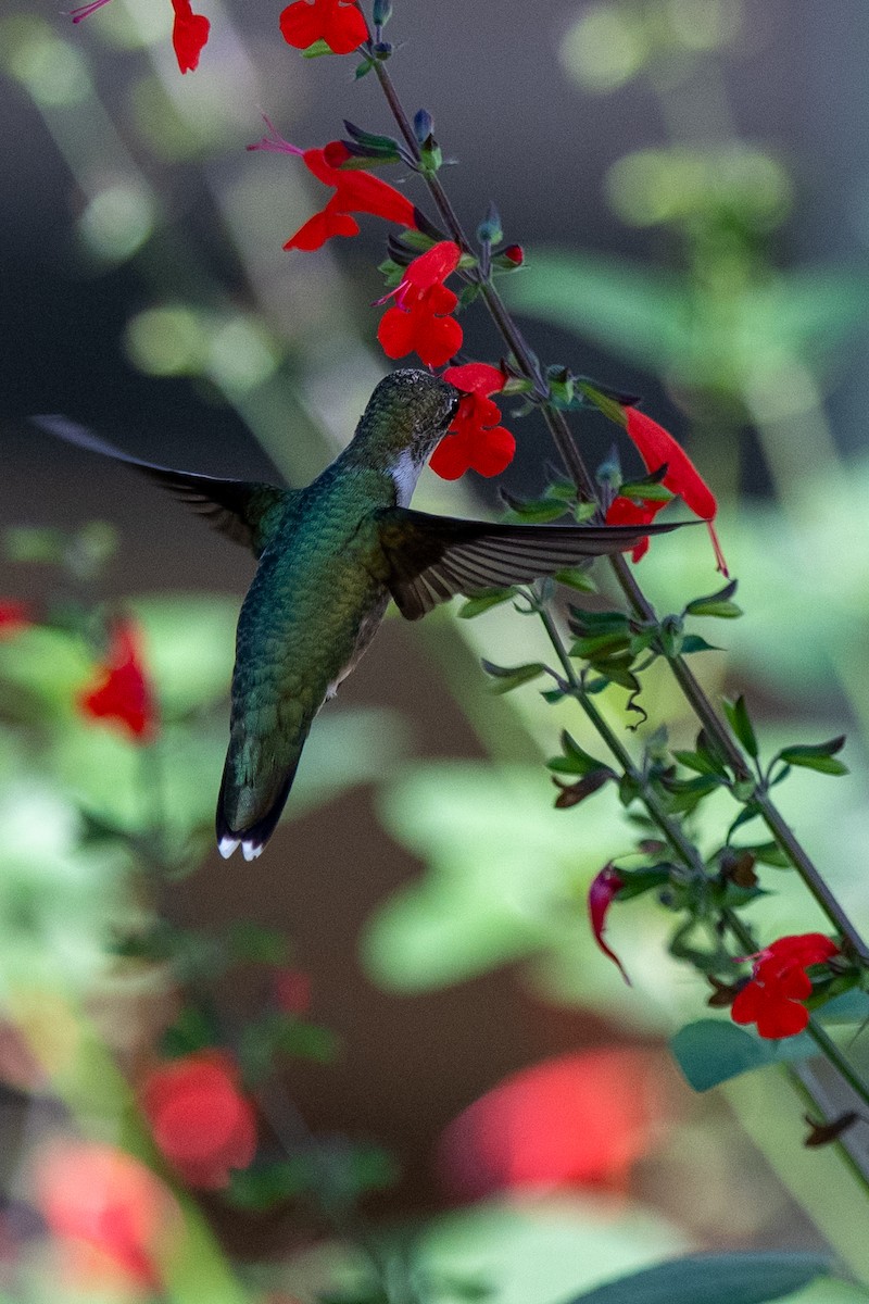 Colibri à gorge rubis - ML643185077