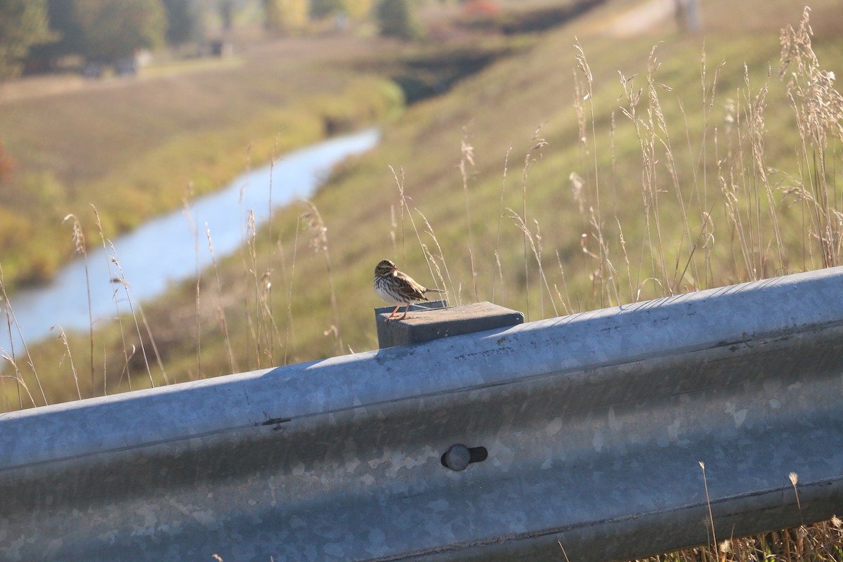 strnadec luční - ML643185078