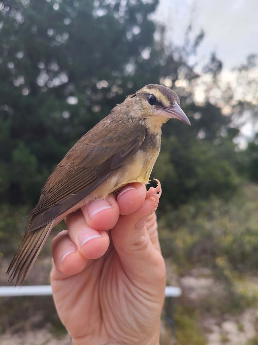 Swainson's Warbler - ML643185079