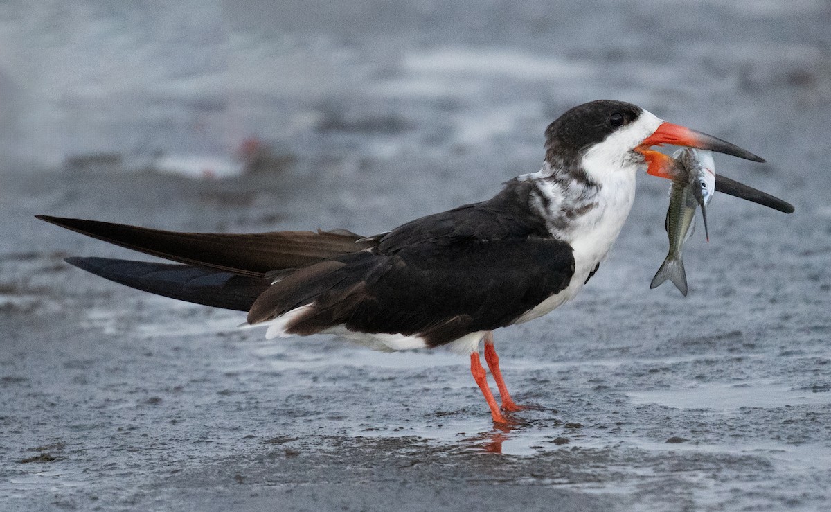 Black Skimmer - ML643185081