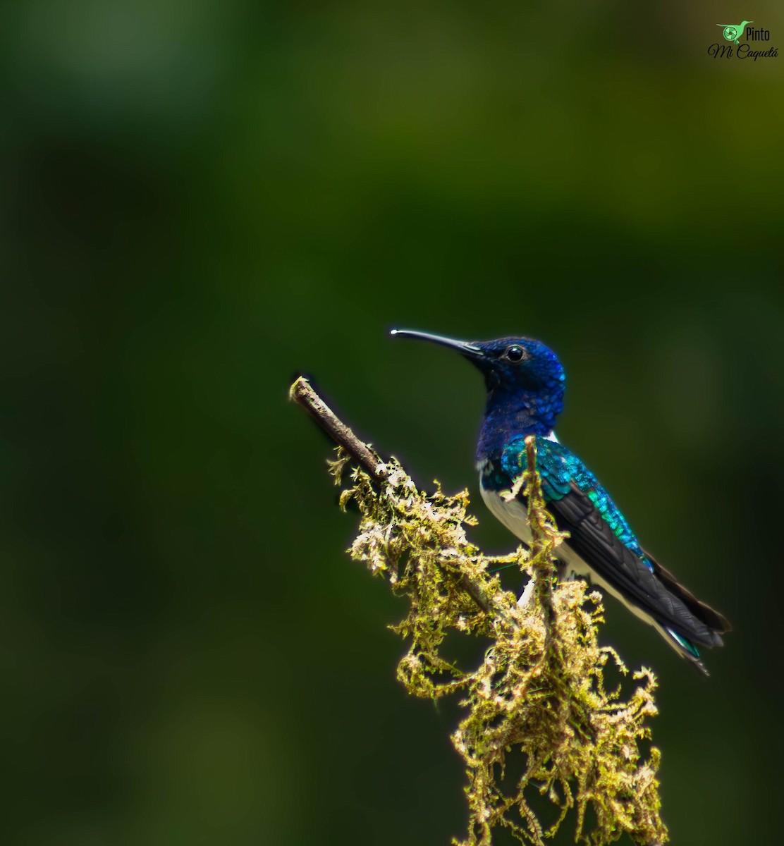 White-necked Jacobin - ML643185096