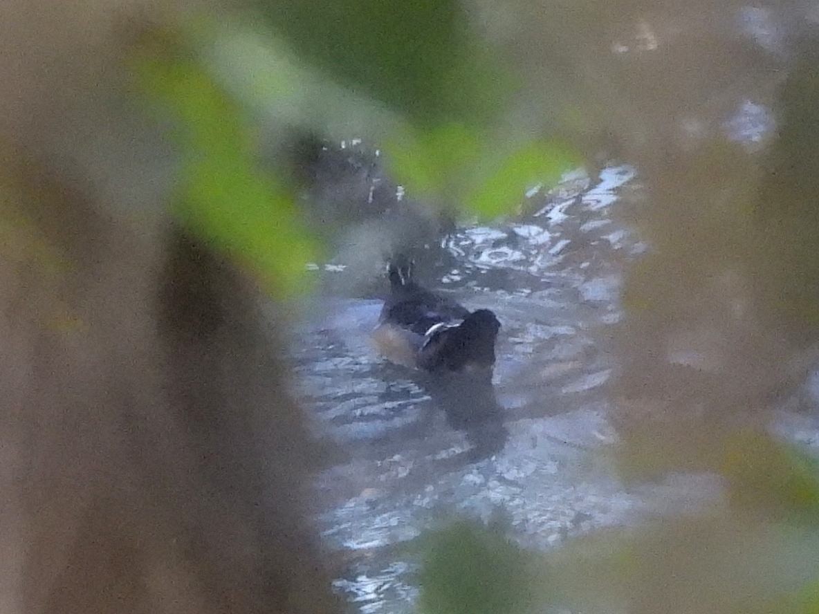 Wood Duck - ML643185097