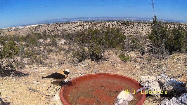 Western Black-eared Wheatear - ML643185116