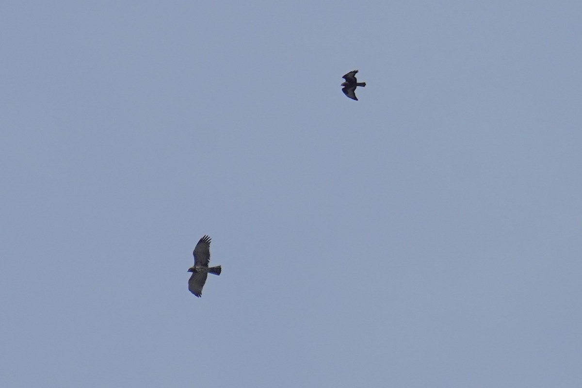 チュウヒワシ - ML643185145