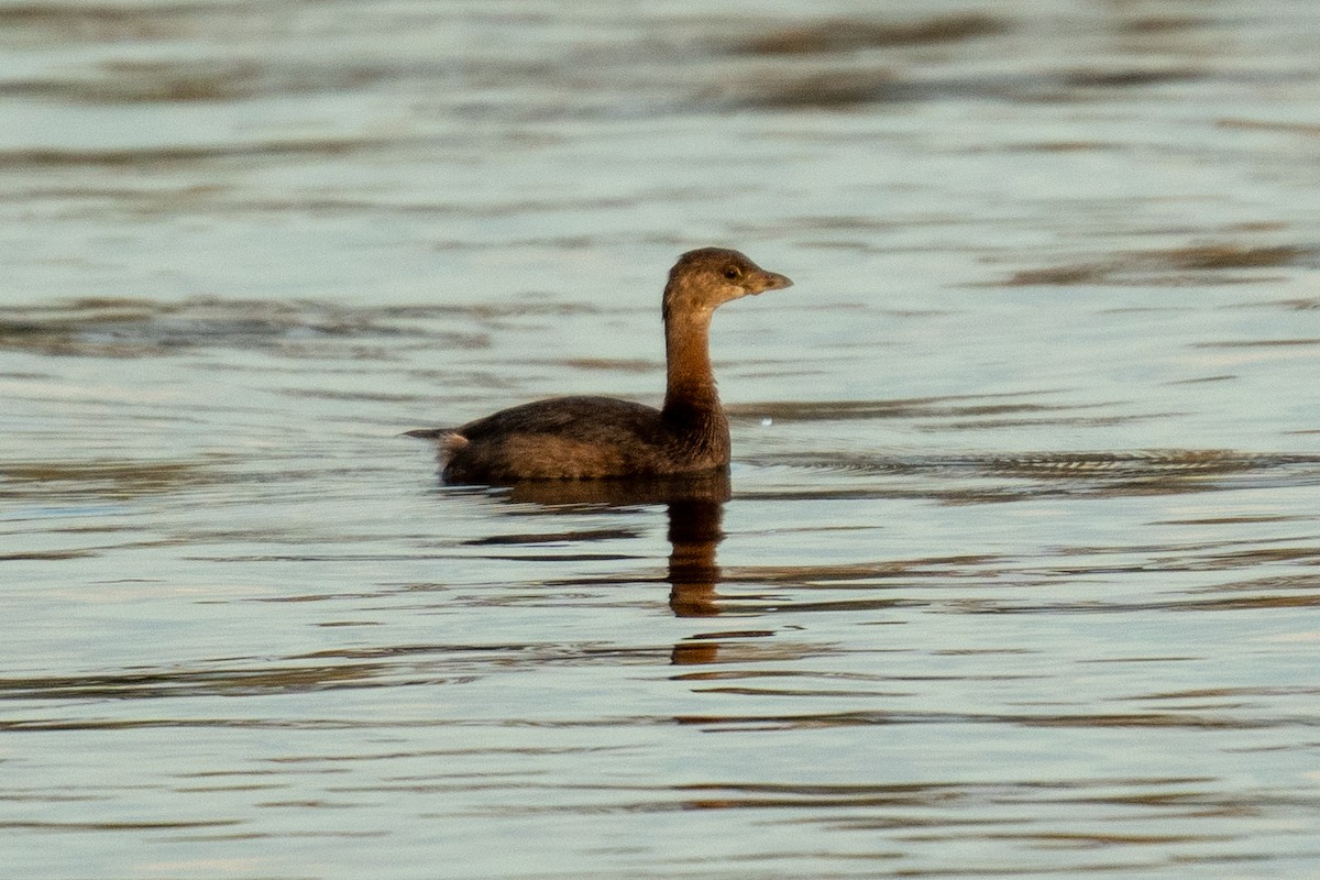 ringnebbdykker - ML643185149