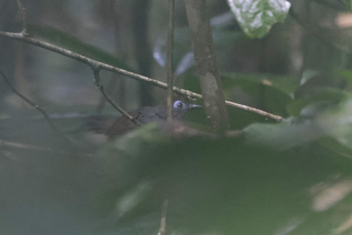 Sooty Antbird - ML643185150