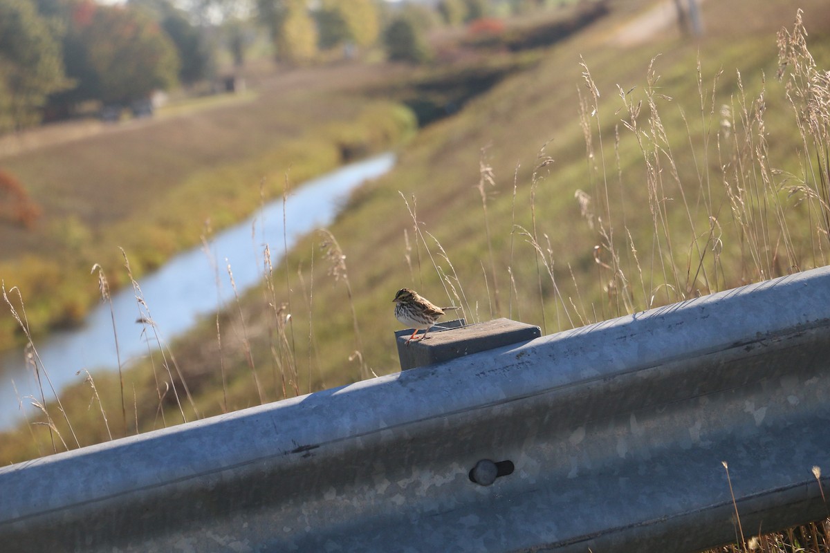 strnadec luční - ML643185169