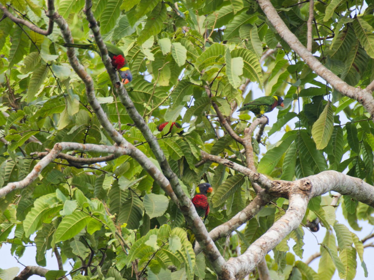 Coconut Lorikeet - ML643185178
