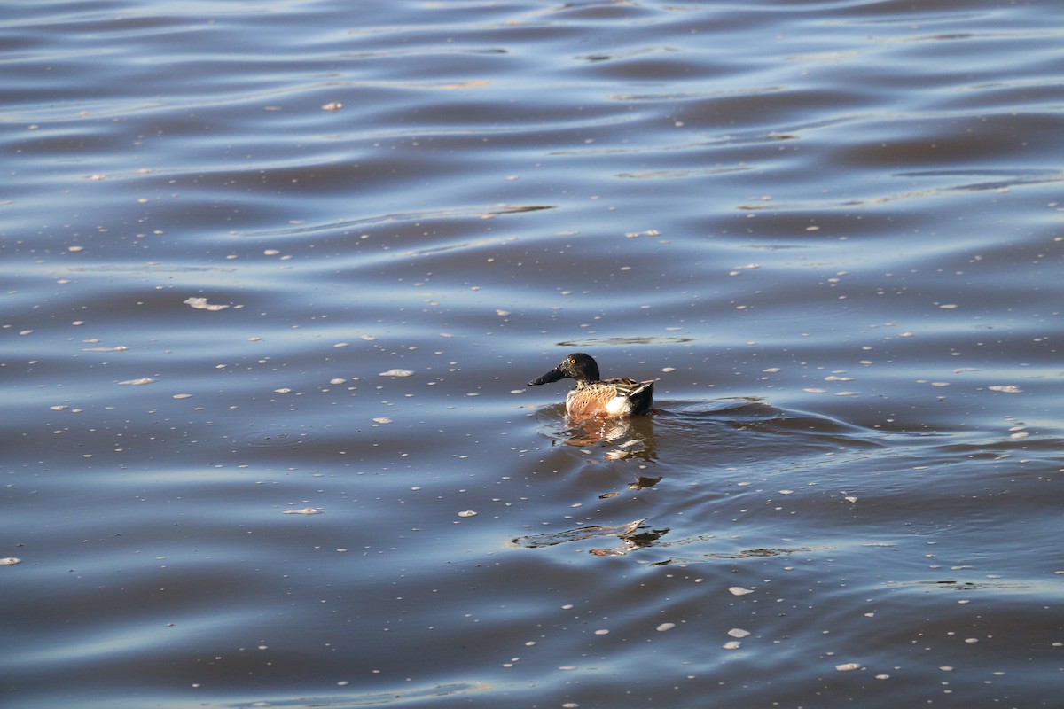 lžičák pestrý - ML643185196