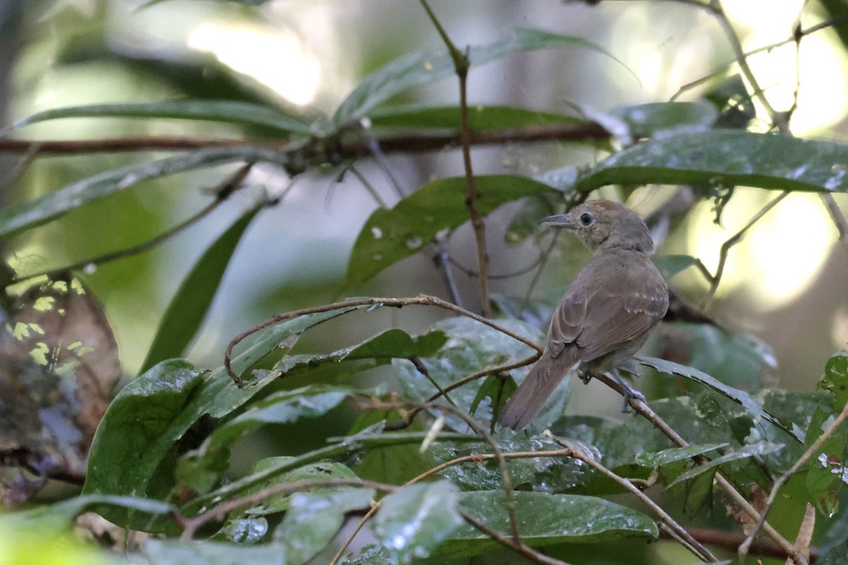 Mouse-colored Antshrike - ML643185199