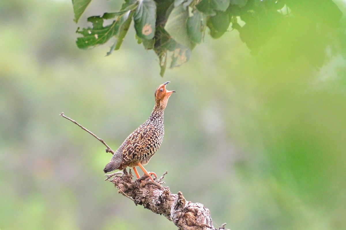 Painted Francolin - ML643185217