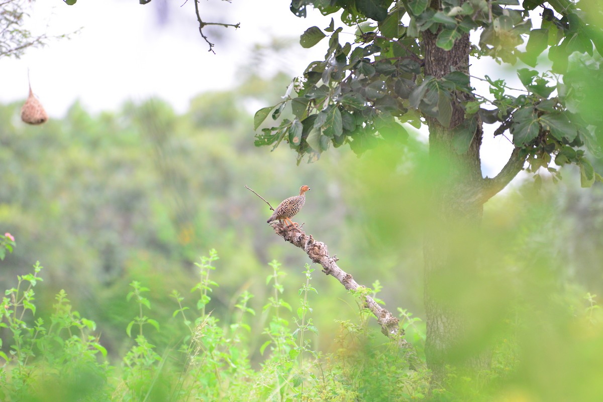 Painted Francolin - ML643185218