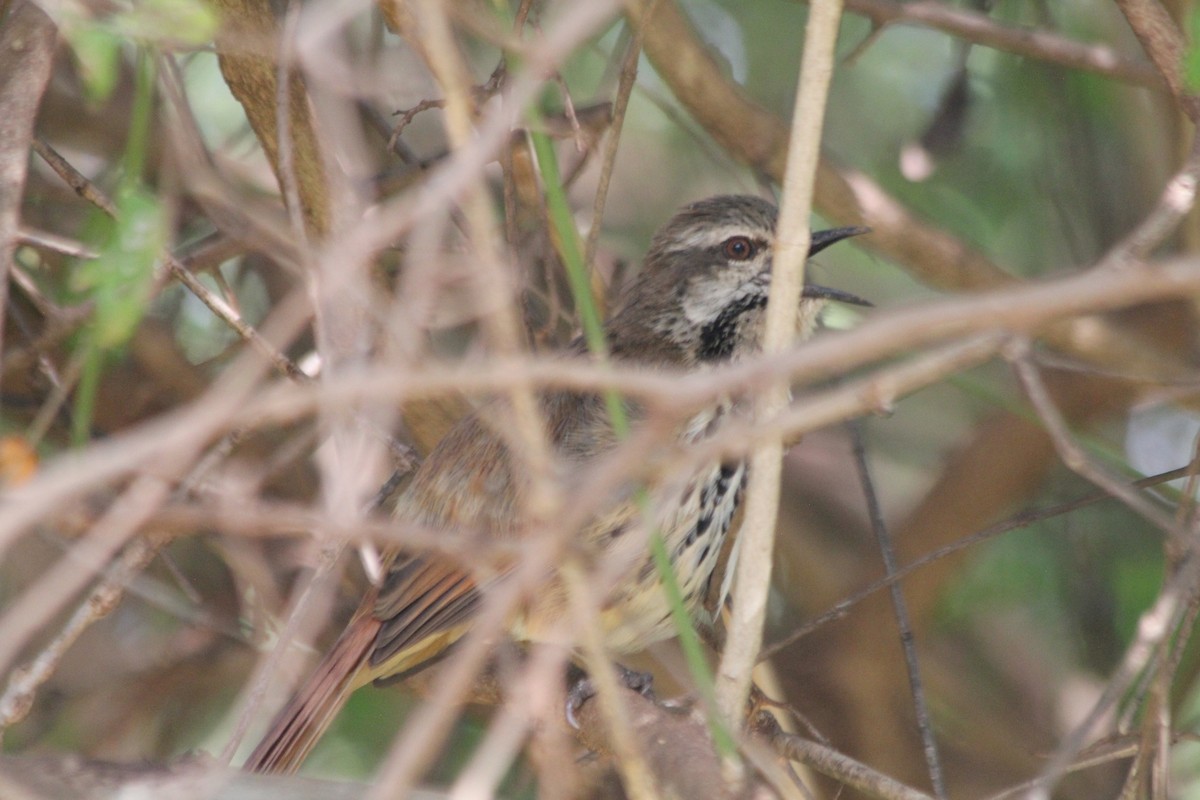 Spotted Morning-Thrush - ML643185219