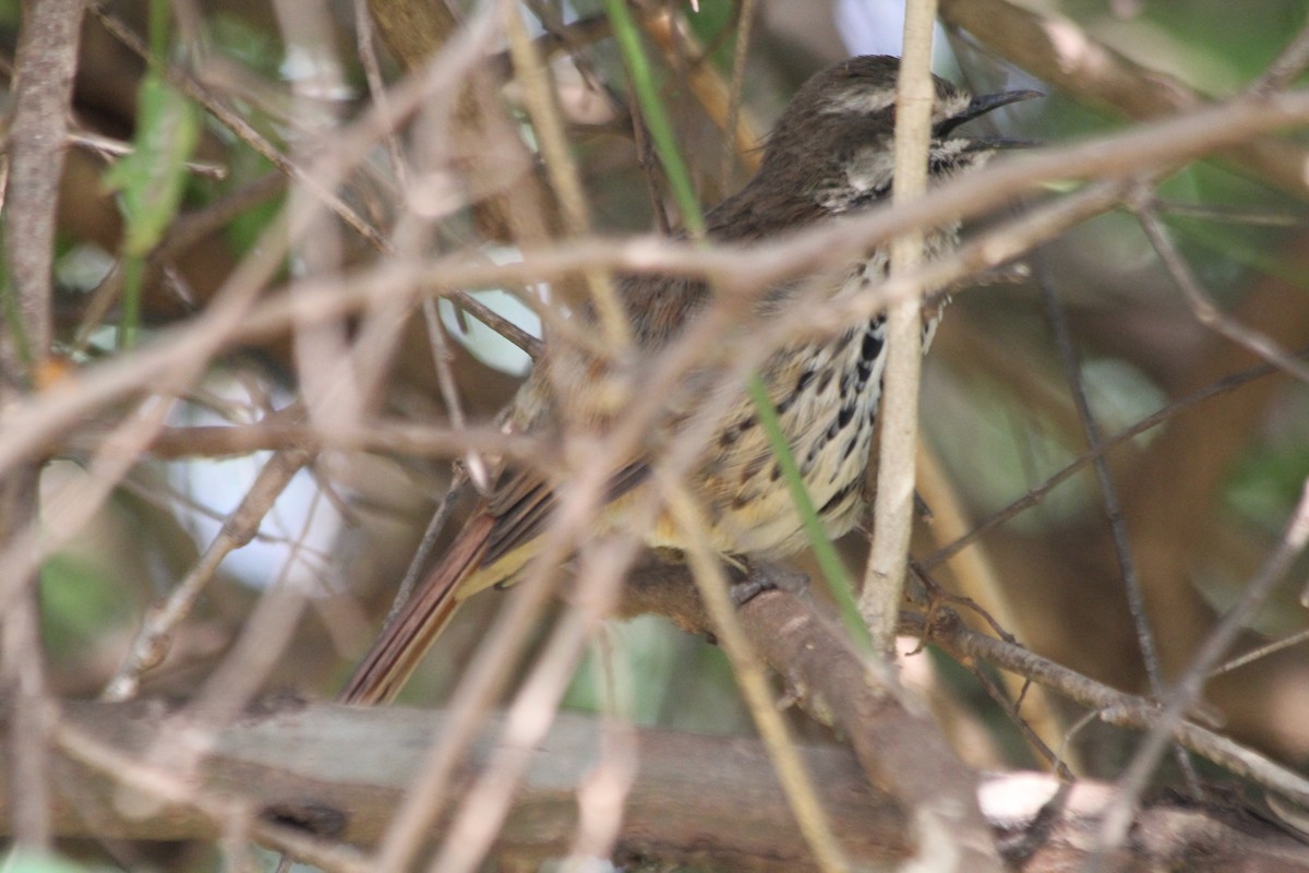 Spotted Morning-Thrush - ML643185220
