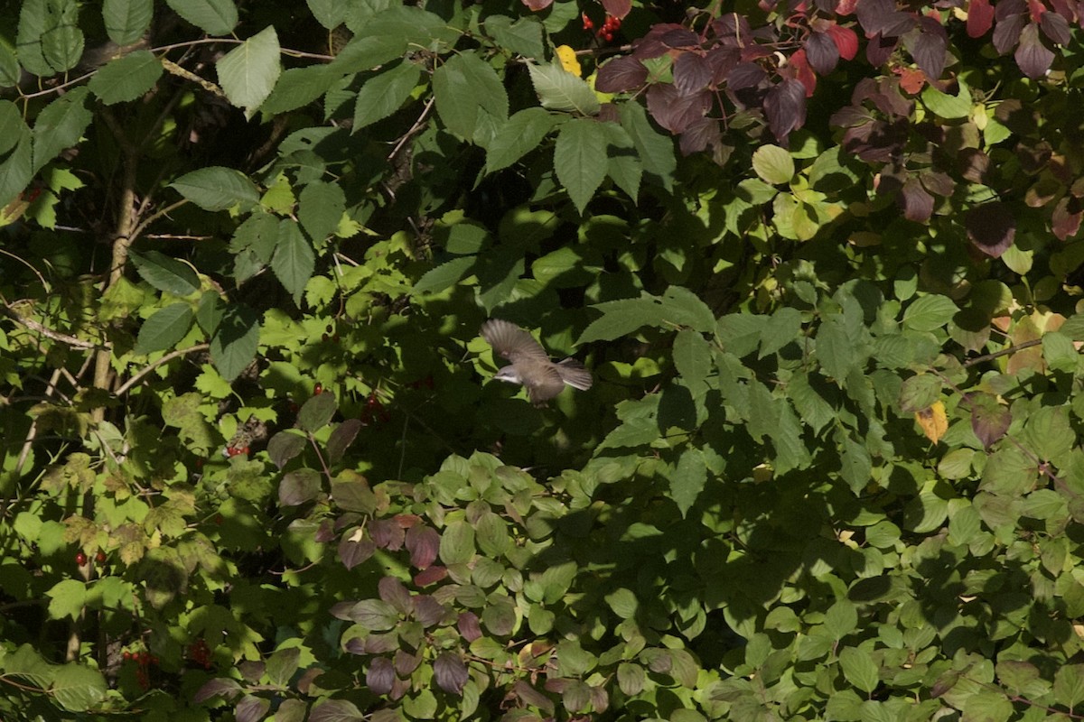 Lesser Whitethroat - ML643185227