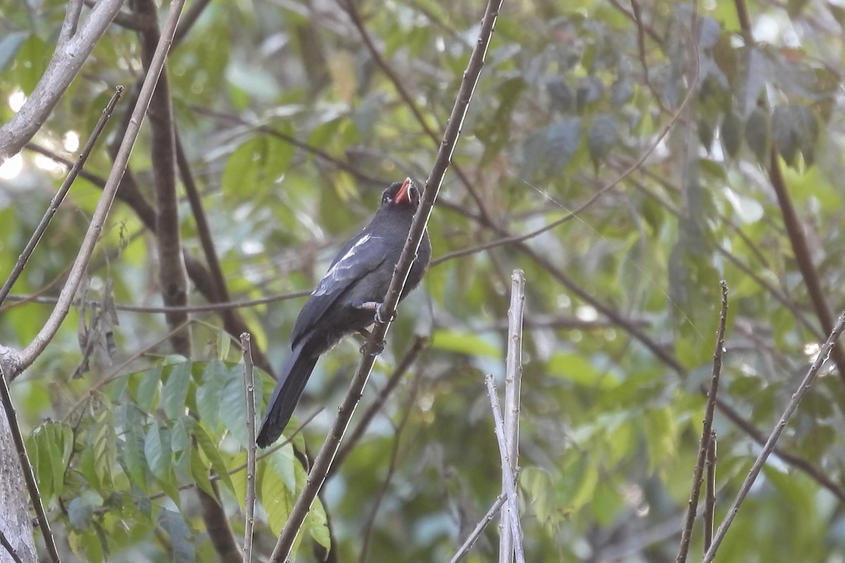 Black Nunbird - ML643185261