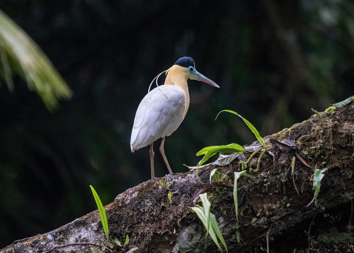 Capped Heron - ML643185262