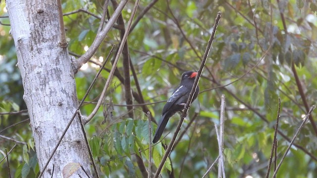 Black Nunbird - ML643185264
