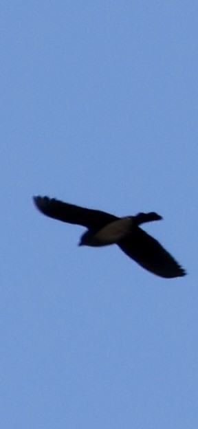 passerine sp. - ML643185278
