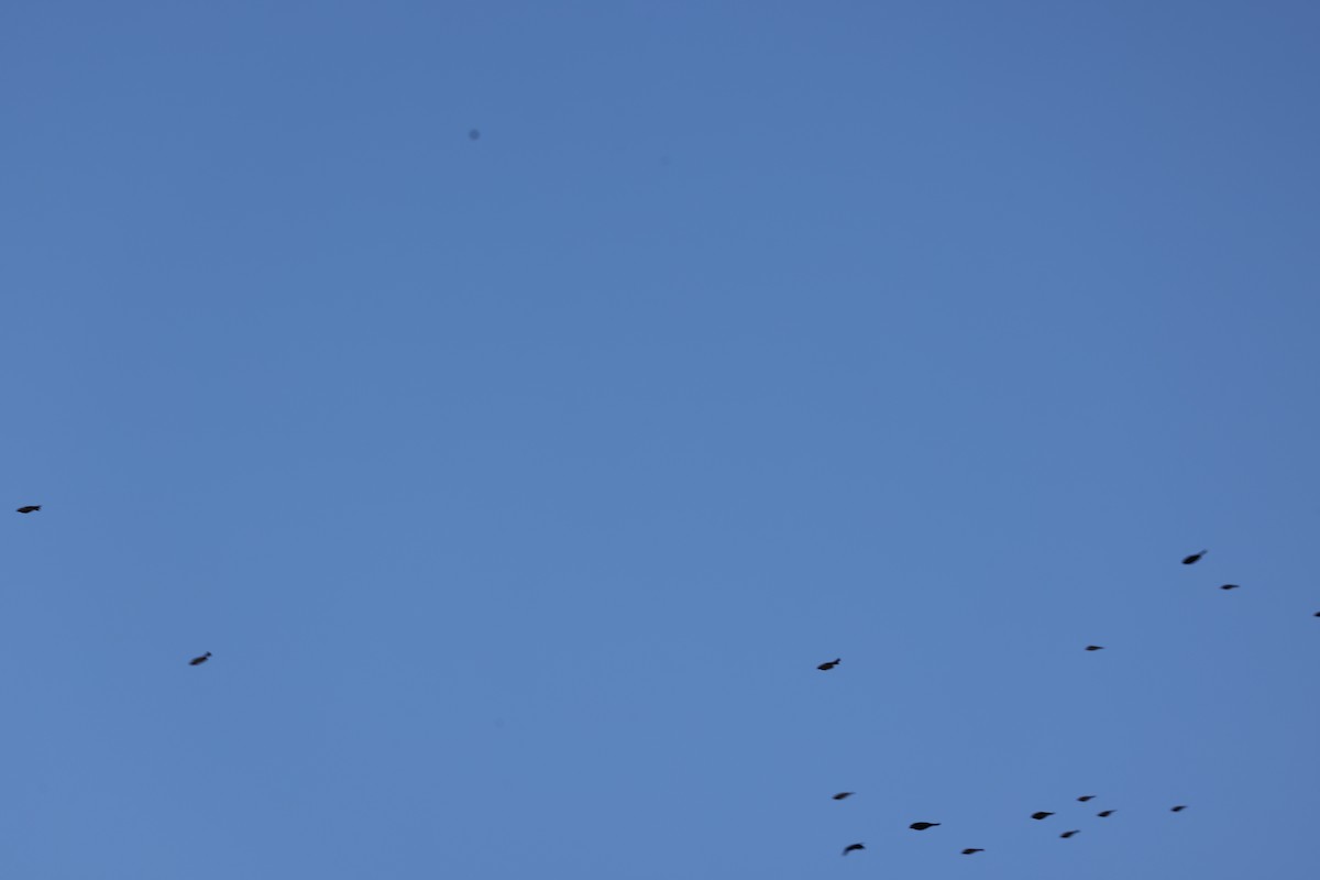 passerine sp. - ML643185279