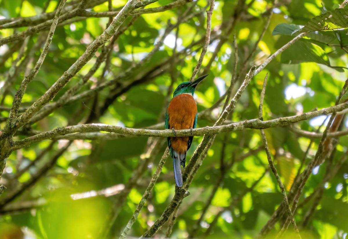Great Jacamar - ML643185280