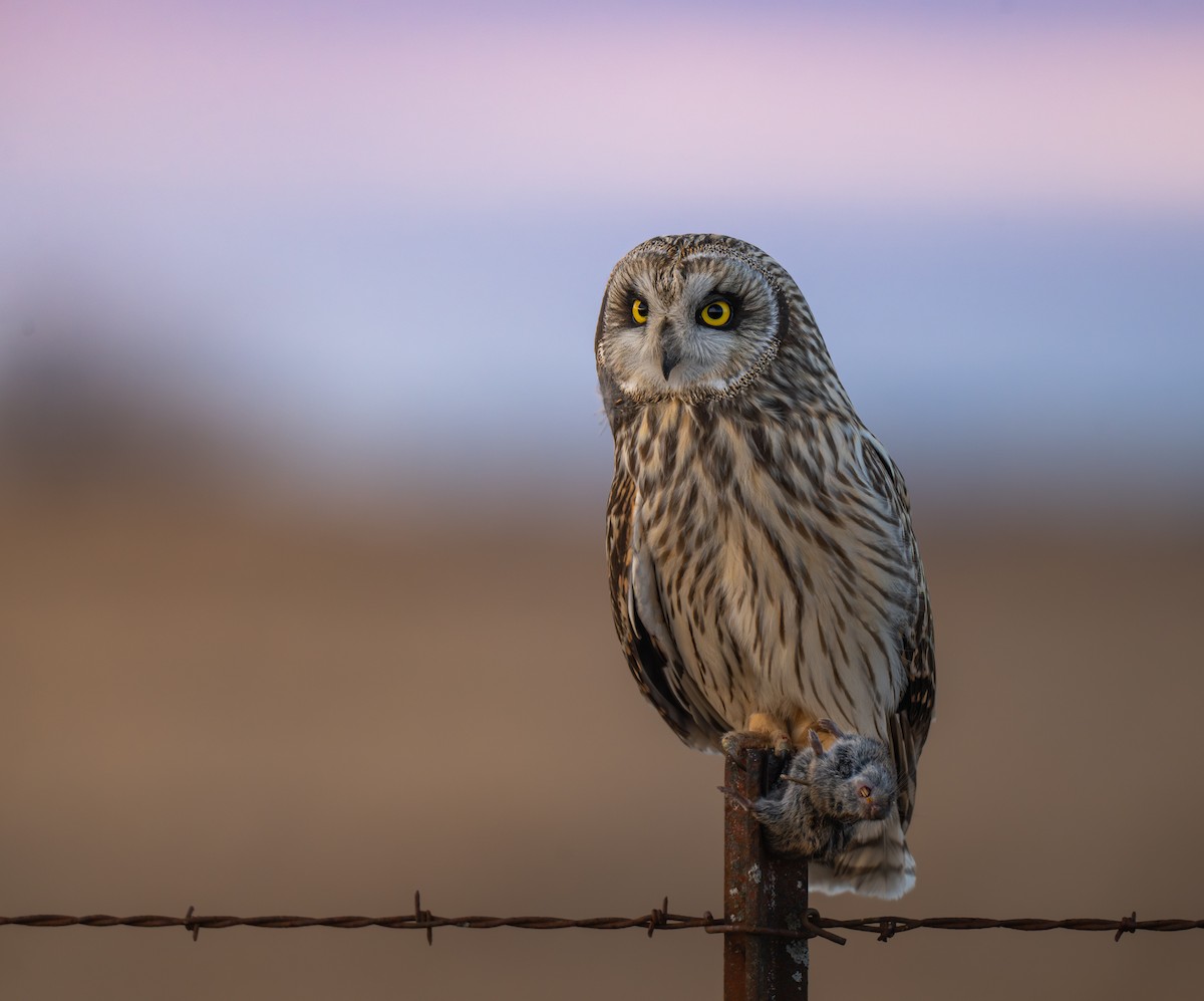 Short-eared Owl - ML643185282