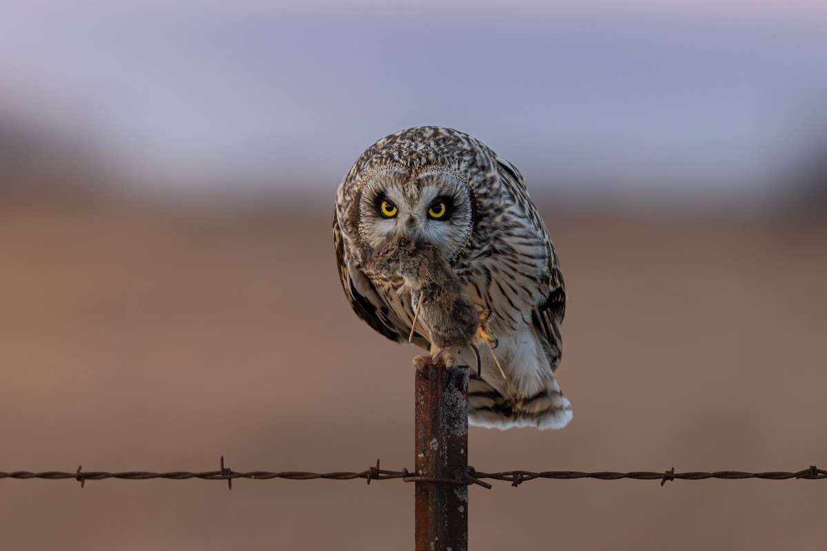 Short-eared Owl - ML643185283