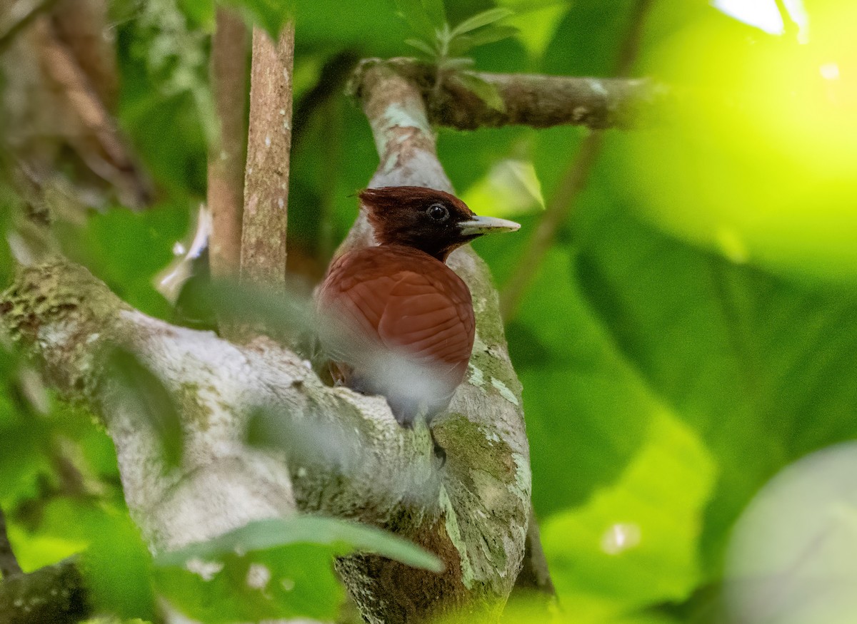 Chestnut Woodpecker - ML643185287