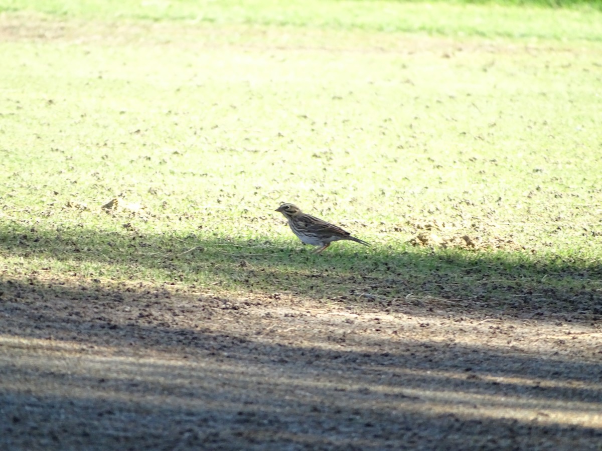 Savannah Sparrow - ML643185304