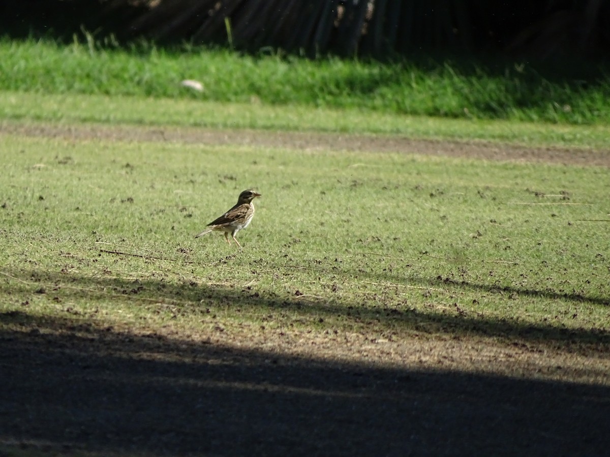 Savannah Sparrow - ML643185305