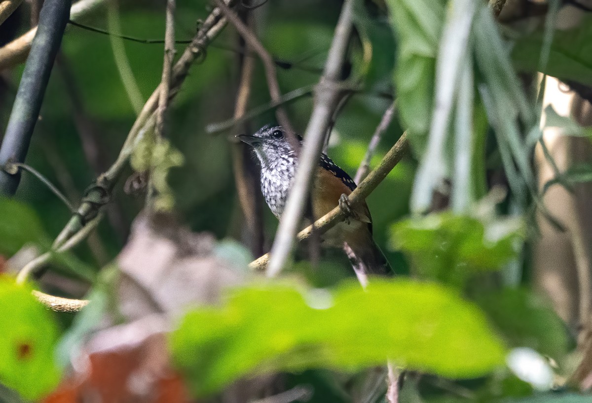 Peruvian Warbling-Antbird - ML643185332