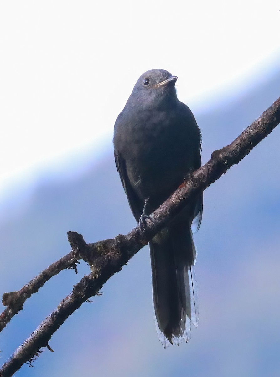 Dusky Piha - ML643185334