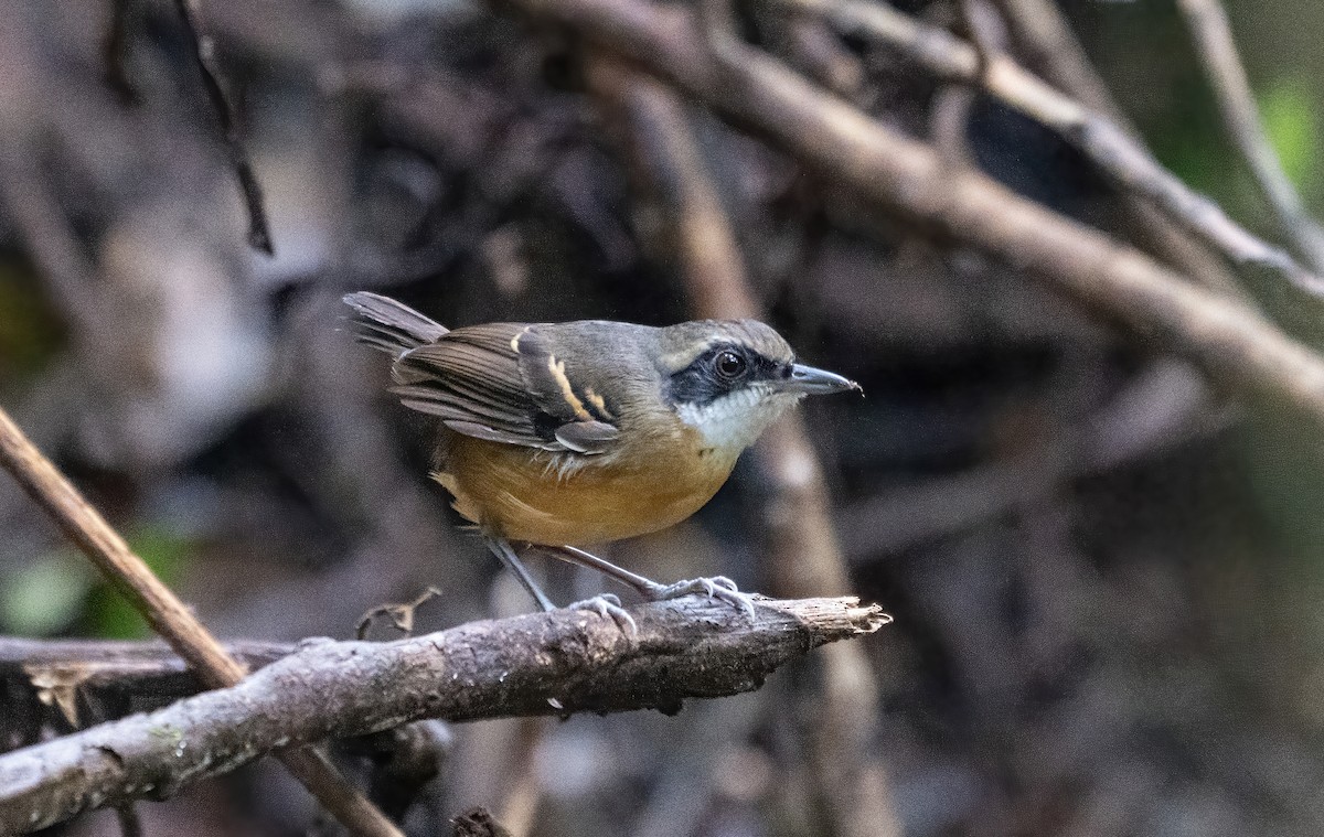 Black-faced Antbird - ML643185352