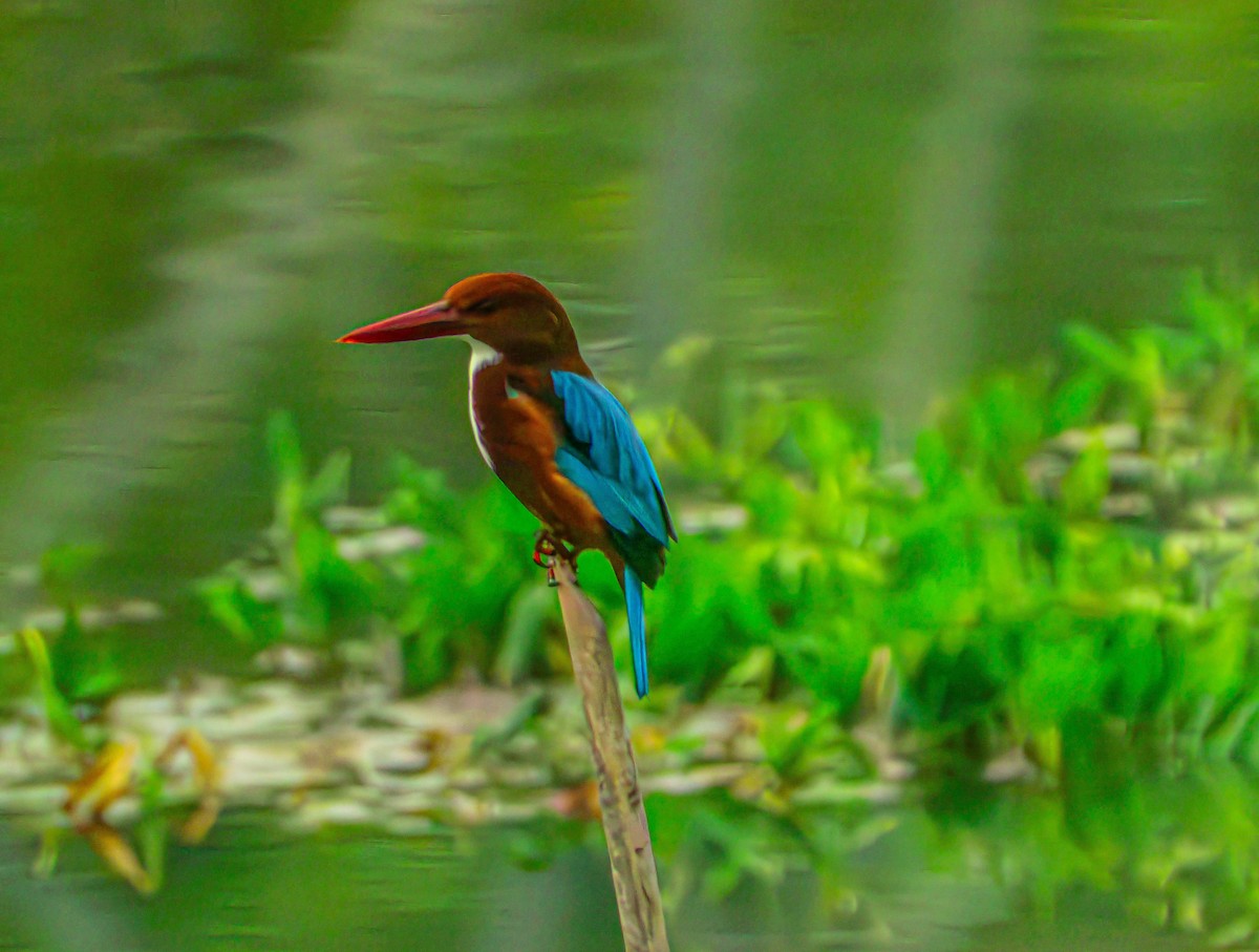 White-throated Kingfisher - ML643185373