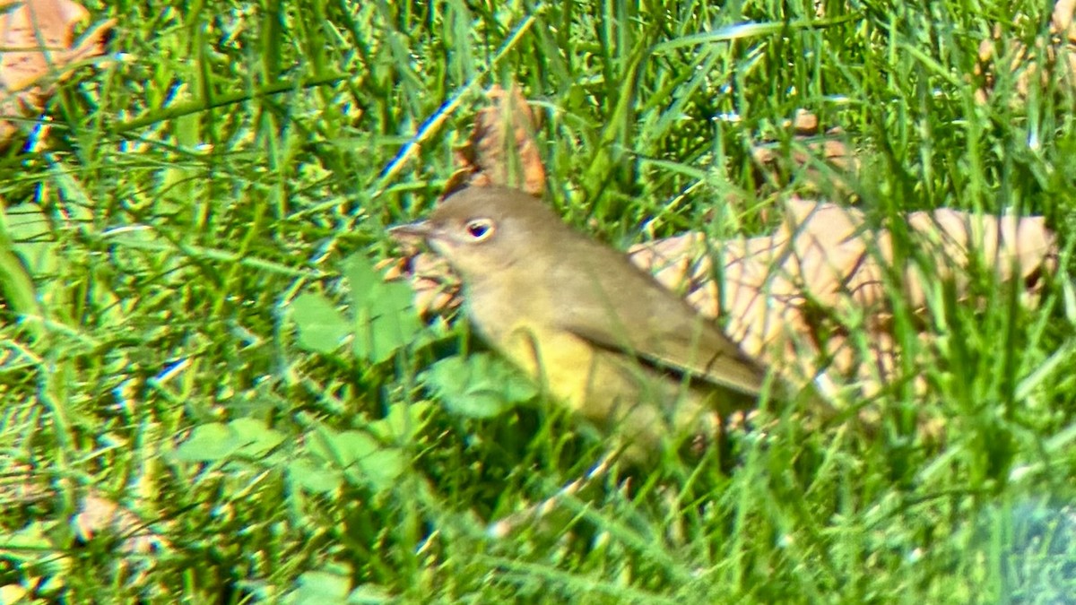 Connecticut Warbler - ML643185375