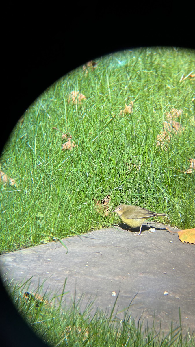 Connecticut Warbler - ML643185377