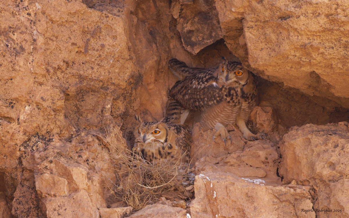 Pharaoh Eagle-Owl - ML643185382