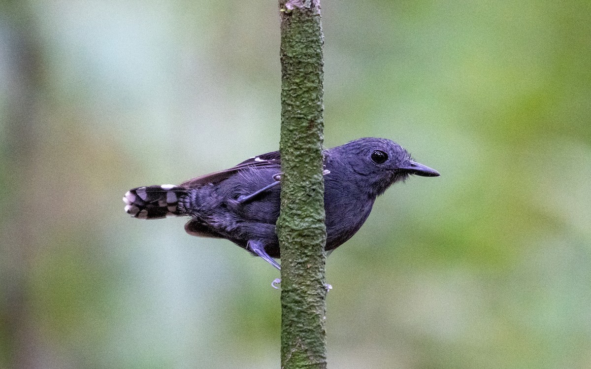 Common Scale-backed Antbird - ML643185426