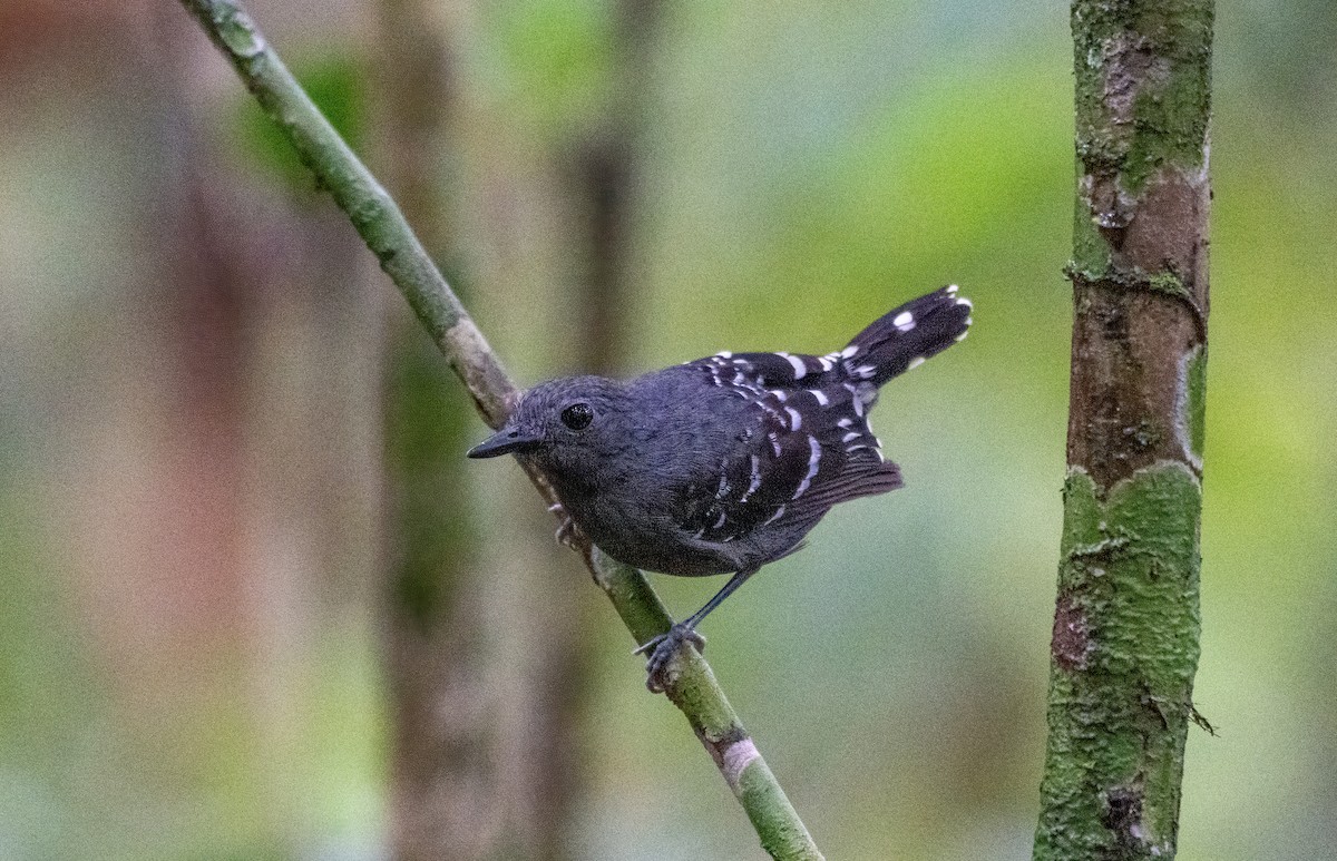 Common Scale-backed Antbird - ML643185427