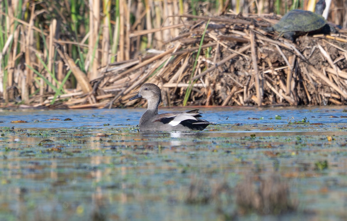 Gadwall - ML643185443
