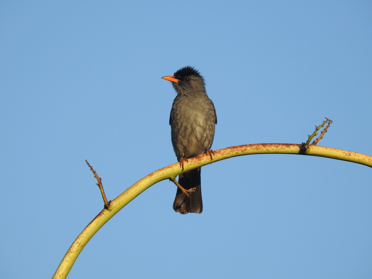 Malagasy Bulbul - ML643185447