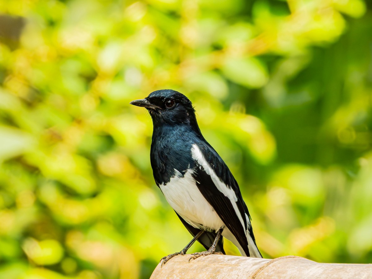 Oriental Magpie-Robin - ML643185451