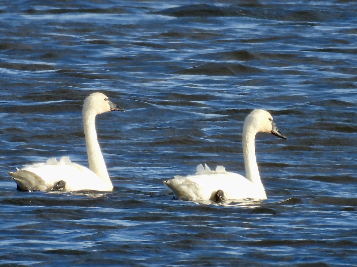 Tundra Swan - ML643185454