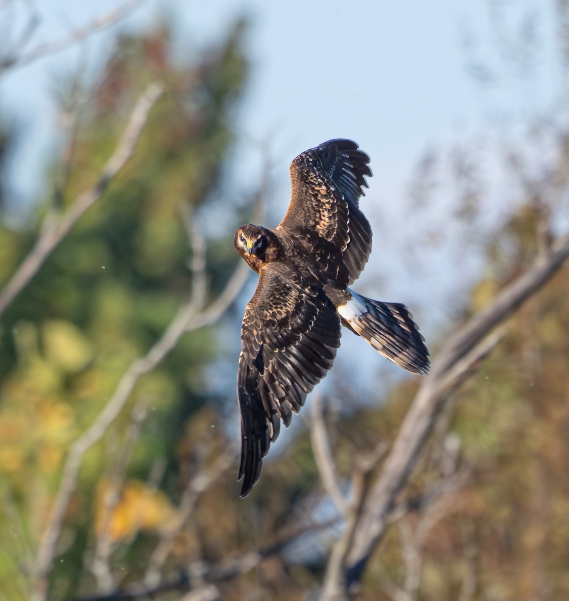 Northern Harrier - ML643185456