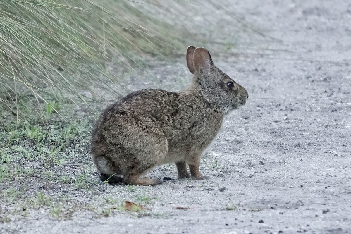 Cottontail Rabbits - ML643185461