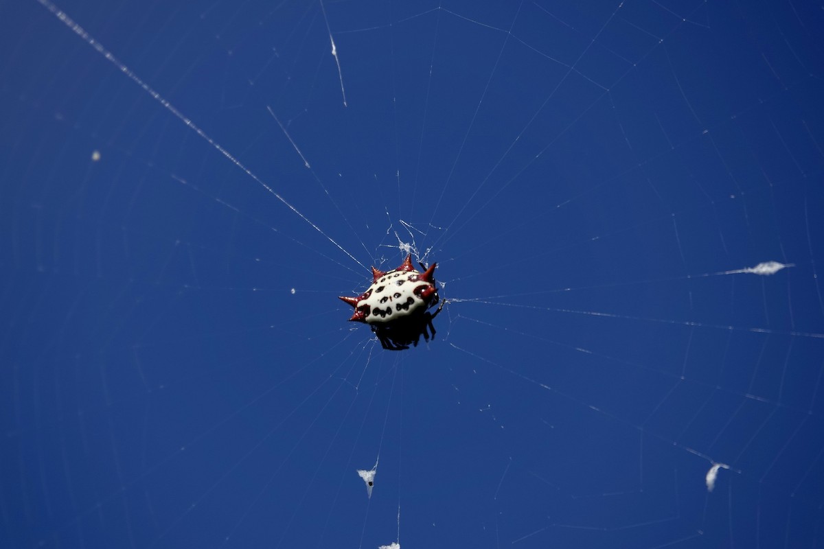 Spinybacked Orbweaver - ML643185462